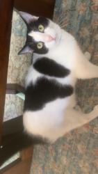 Lost Male Cat last seen Johns creek, Alpharetta, GA 30022