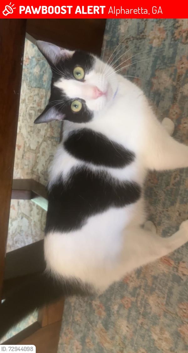 Lost Male Cat last seen Johns creek, Alpharetta, GA 30022