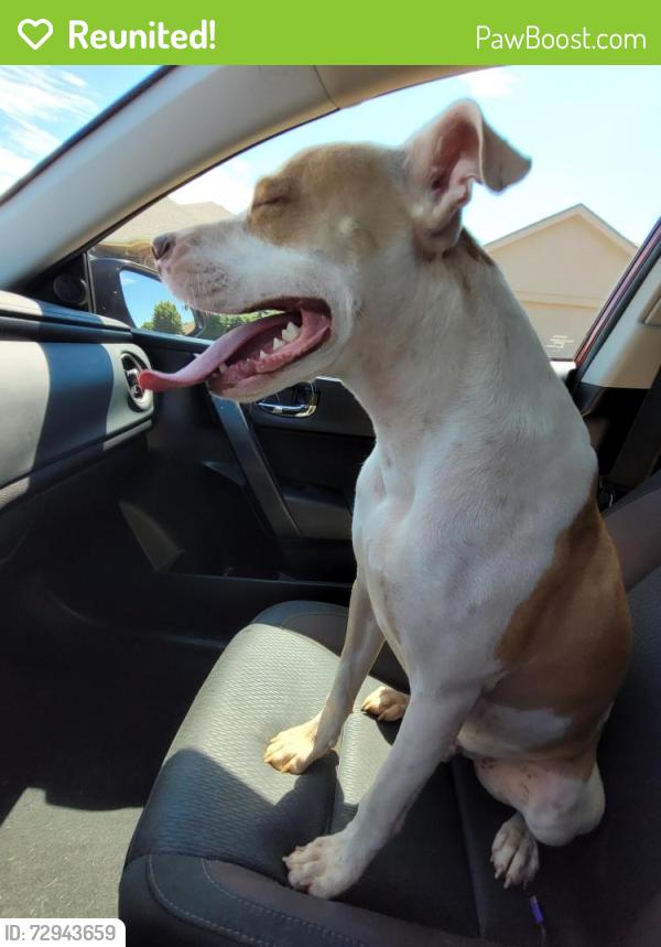 Reunited Male Dog last seen 8th St & Milwaukee , Lubbock, TX 79416