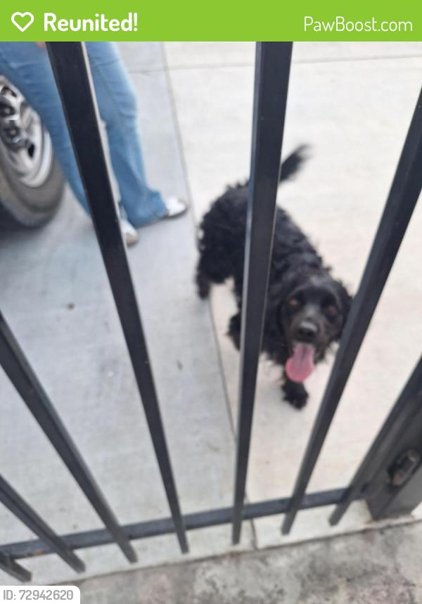 Reunited Male Dog last seen Stretch drive. Riverbank , Riverbank, CA 95367