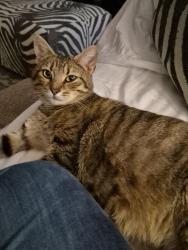 Found/Stray Female Cat last seen Near country club park on rt 45, Boalsburg, PA 16827