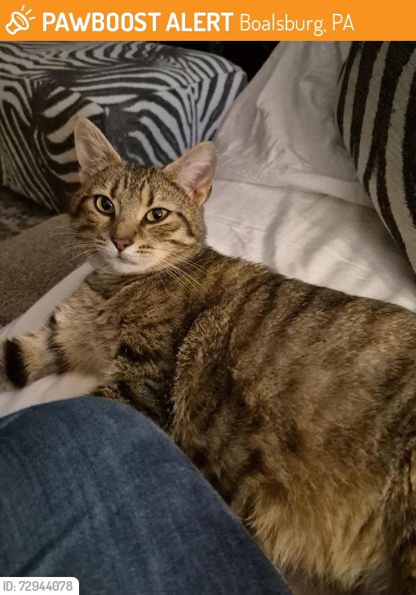 Found/Stray Female Cat last seen Near country club park on rt 45, Boalsburg, PA 16827