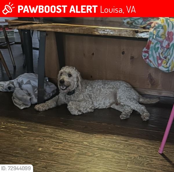 Lost Male Dog last seen On Poindexter Rd near the Dollar General, Louisa, VA 23093