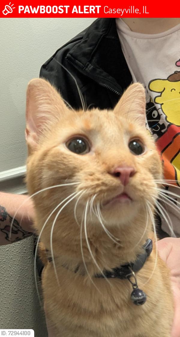 Lost Male Cat last seen Hollywood Hgts road , Caseyville, IL 62232