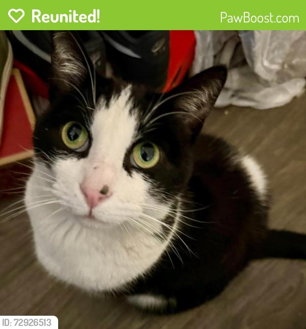 Reunited Male Cat last seen Near E 55th St, Long Beach, CA 90805, USA, Long Beach, CA 90805