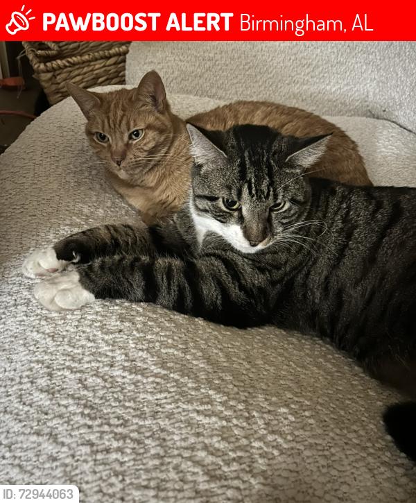 Lost Male Cat last seen Cahaba Valley , Birmingham, AL 35242