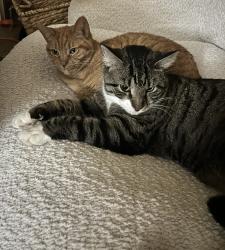 Lost Male Cat last seen Cahaba Valley , Birmingham, AL 35242
