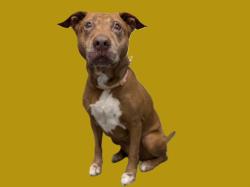 Shelter Stray Female Dog last seen , Los Angeles, CA 90031