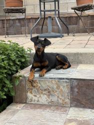 Found/Stray Female Dog last seen Cherry and Baseline , Fontana, CA 92335