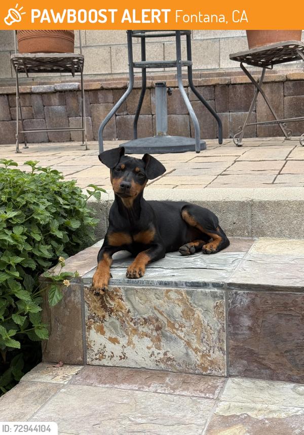Found/Stray Female Dog last seen Cherry and Baseline , Fontana, CA 92335