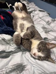 Lost Male Cat last seen Amboy rd hylan blvd, Staten Island, NY 10307