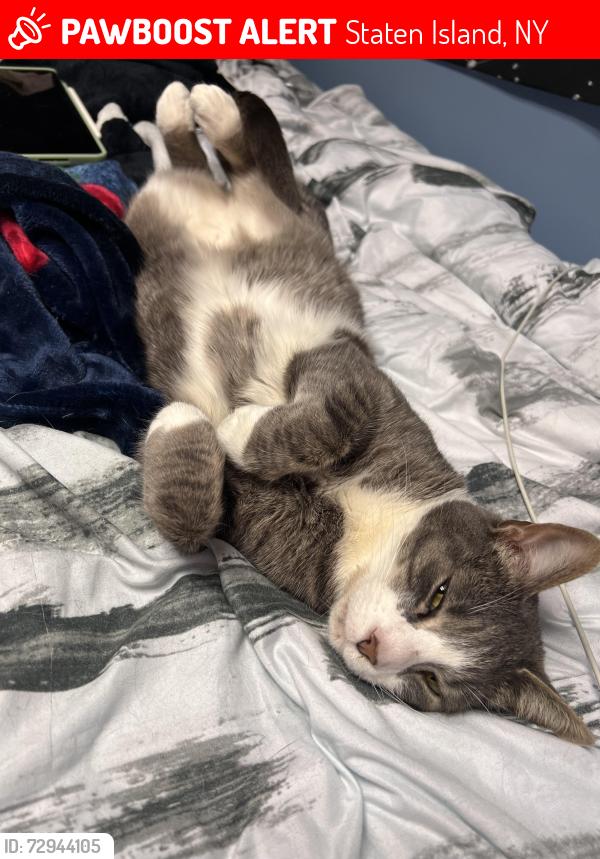 Lost Male Cat last seen Amboy rd hylan blvd, Staten Island, NY 10307