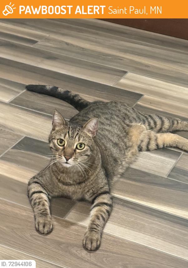 Found/Stray Male Cat last seen Seventh st W & Otto Ave 55102, Saint Paul, MN 55102