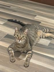 Found/Stray Male Cat last seen Seventh st W & Otto Ave 55102, Saint Paul, MN 55102