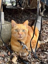 Reunited Male Cat last seen Summerside, Edmonton , Edmonton, AB T6X