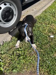 Found/Stray Unknown Dog last seen Gary Indiana, Gary, IN 46402