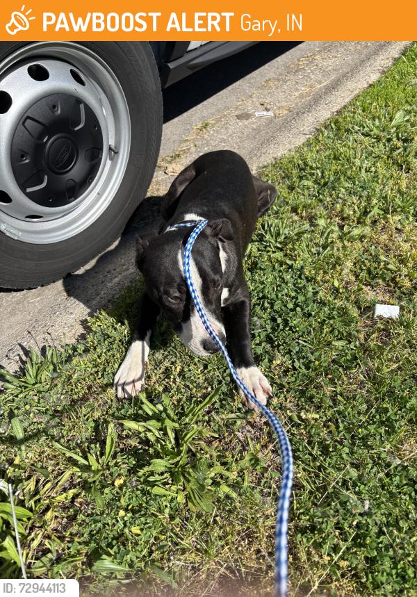 Found/Stray Unknown Dog last seen Gary Indiana, Gary, IN 46402