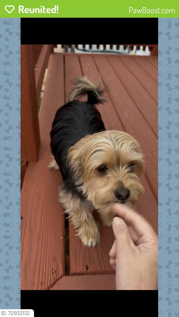 Reunited Male Dog last seen He was spotted jumping into the woods east of East Park Dr. around 10:30am, Glen Burnie, MD 21061
