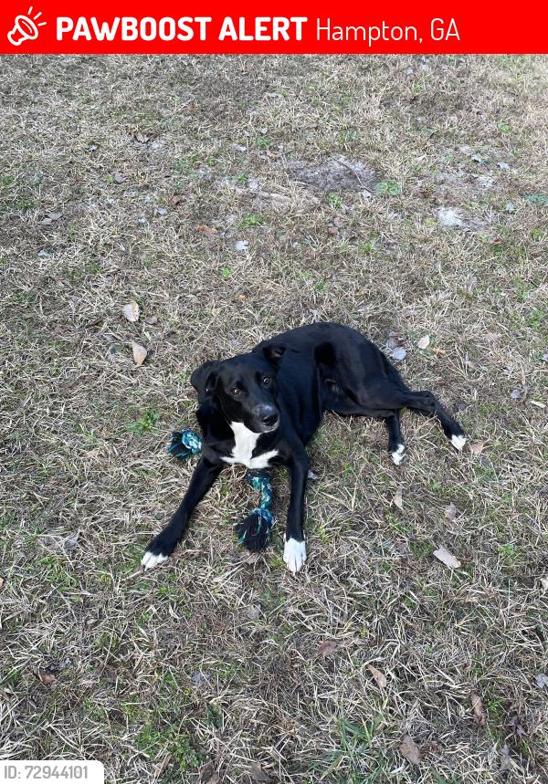 Lost Female Dog last seen Upper Woolsey, hwy19/41, Hampton, GA 30228