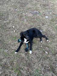 Lost Female Dog last seen Upper Woolsey, hwy19/41, Hampton, GA 30228