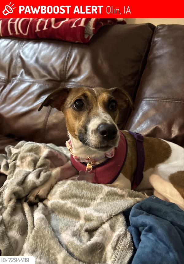 Lost Female Dog last seen en street Lancaster pa, Olin, IA 52320