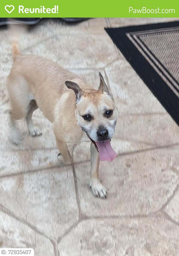 Reunited Male Dog last seen Ranchview/Lakeridge Ln , Irving, TX 75063