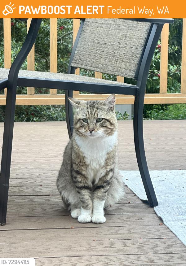 Found/Stray Male Cat last seen 21st Ave SW, Federal Way, WA 98023