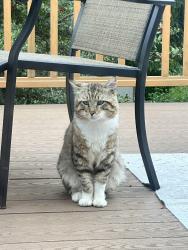 Found/Stray Male Cat last seen 21st Ave SW, Federal Way, WA 98023