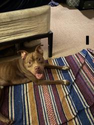 Found/Stray Male Dog last seen firestone and morse , Jacksonville, FL 32244