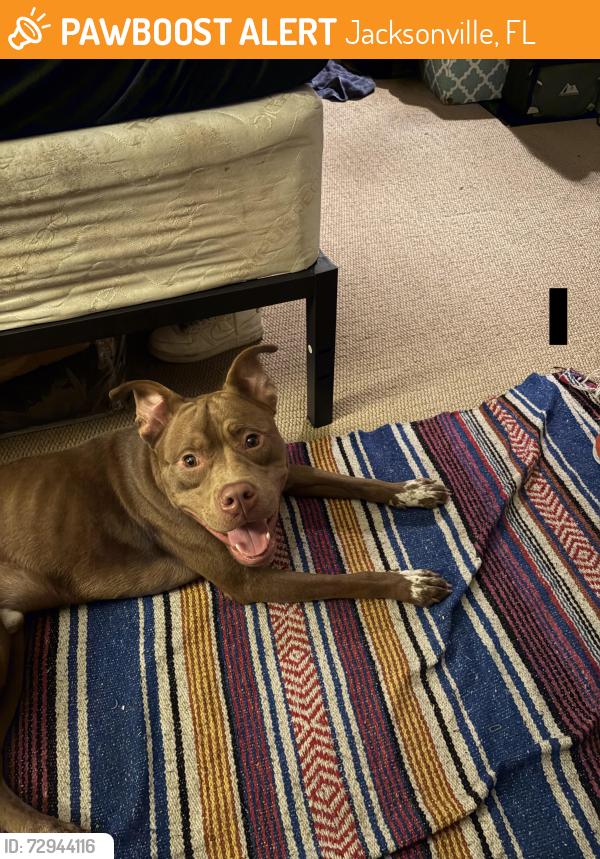 Found/Stray Male Dog last seen firestone and morse , Jacksonville, FL 32244