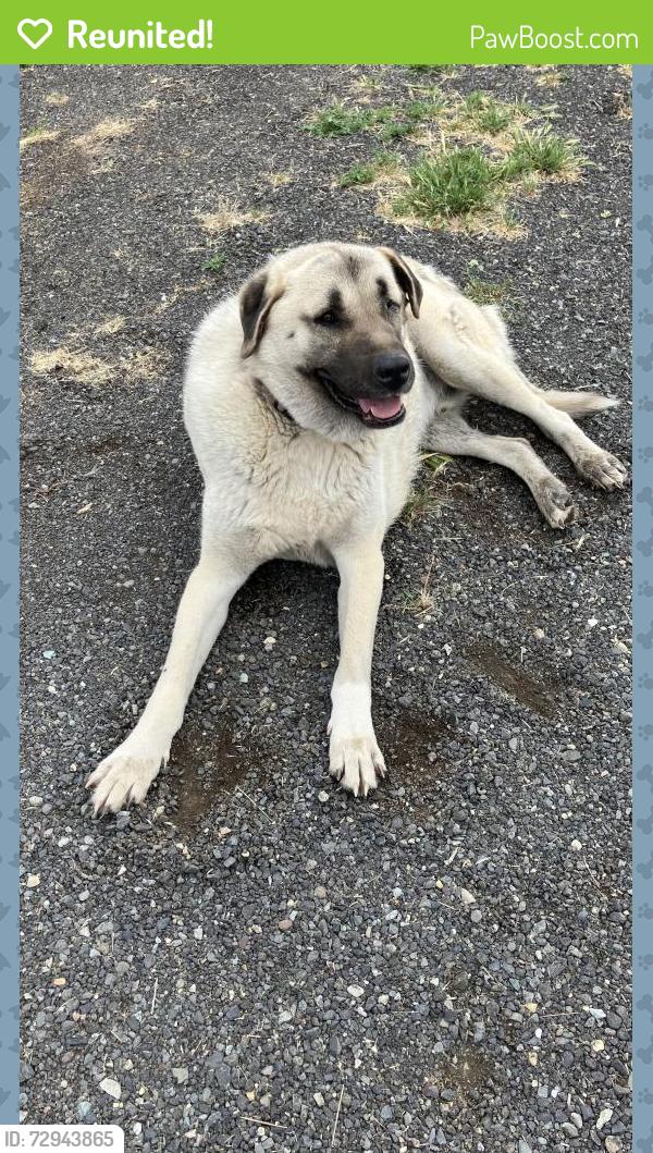 Reunited Male Dog last seen Gibson & North Wenas Roads near fire station , Yakima County, WA 98942