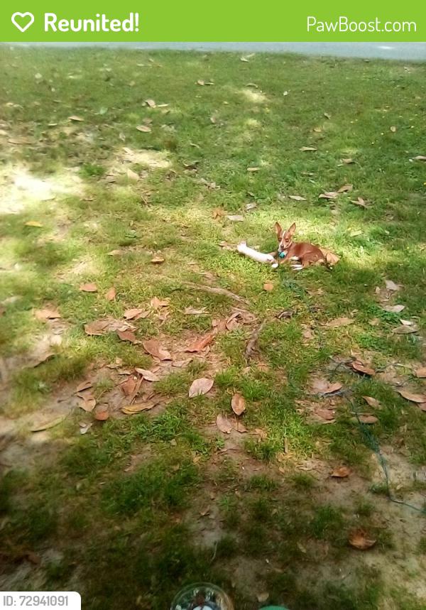 Reunited Female Dog last seen Near the recreation center , Riverdale, GA 30296