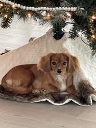 Lost Female Dog last seen Near Harris rd, Broadview Hts, OH, Broadview Heights, OH 44147