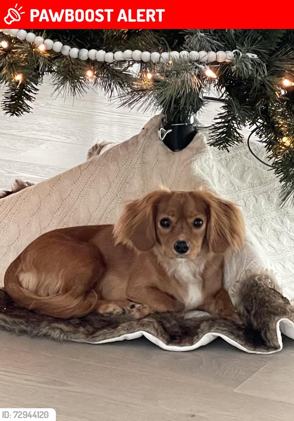 Lost Female Dog last seen Near Harris rd, Broadview Hts, OH, Broadview Heights, OH 44147