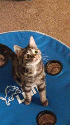 Lost Female Cat last seen Badger Ave SW, Wyoming, MI 49509