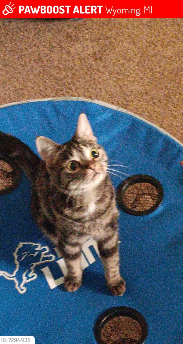 Lost Female Cat last seen Badger Ave SW, Wyoming, MI 49509