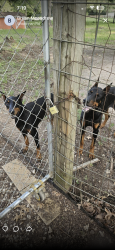 Found/Stray Male Dog last seen Coon Hollow, Montgomery County, TX 77306