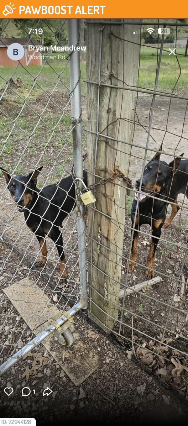 Found/Stray Male Dog last seen Coon Hollow, Montgomery County, TX 77306
