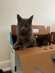 Lost Female Cat last seen Amphora Circle, Sugar Land, TX 77479