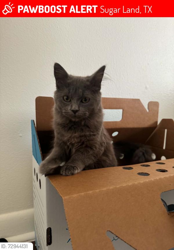 Lost Female Cat last seen Amphora Circle, Sugar Land, TX 77479