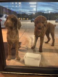Reunited Male Dog last seen Clear lake city blvd and space center , Houston, TX 77062