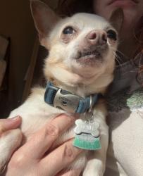 Lost Male Dog last seen Great Sky neighborhood , Canton, GA 30114