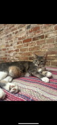 Lost Female Cat last seen Ruth street, Jasper, Kensington, somerset, Philadelphia, PA 19134