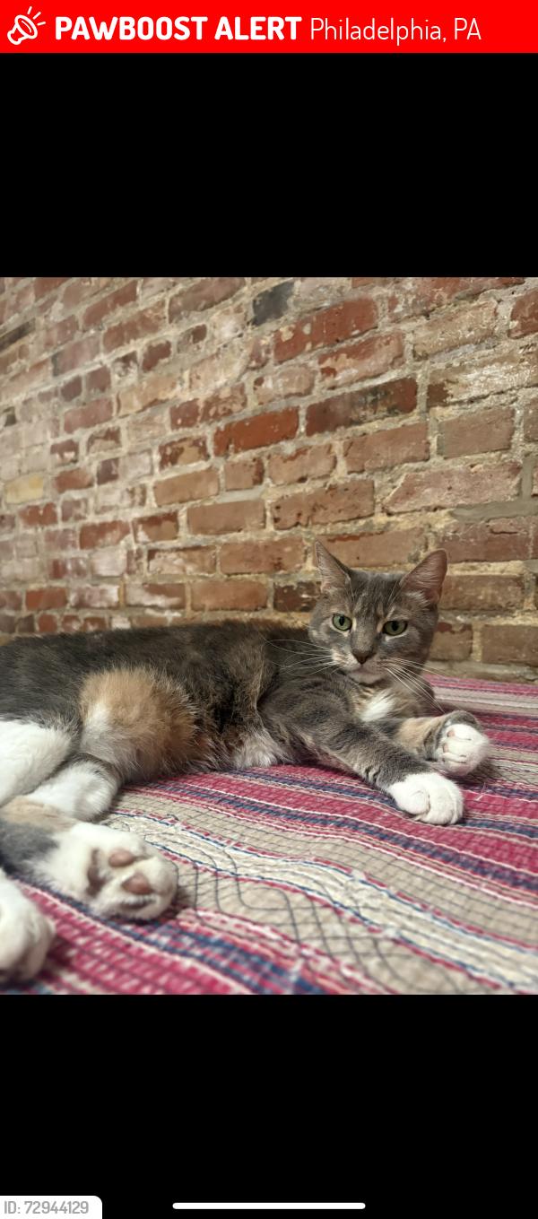 Lost Female Cat last seen Ruth street, Jasper, Kensington, somerset, Philadelphia, PA 19134