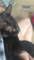 Reunited Female Cat last seen Near Northeast 64th Lane , Ocala, FL 34479