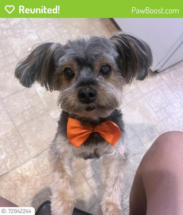 Reunited Male Dog last seen Amboy ave perth amboy nj , Perth Amboy, NJ 08861