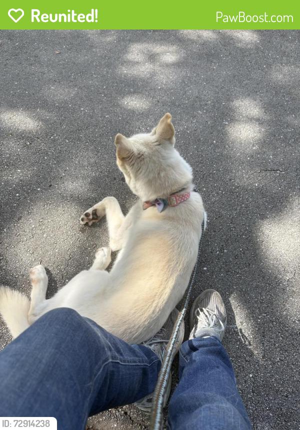 Reunited Female Dog last seen Kirk and Palm Bay circle, West Palm Beach, FL 33406