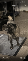 Lost Male Dog last seen Clovernook and Adams mt healthy , Mount Healthy, OH 45231