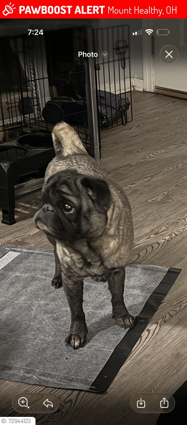 Lost Male Dog last seen Clovernook and Adams mt healthy , Mount Healthy, OH 45231