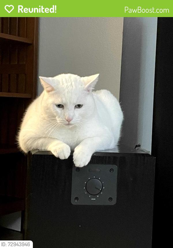 Reunited Male Cat last seen Near & Ashley , Clackamas, OR 97015